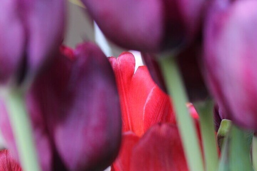 Private Flowerfield Tour in Tesla from Leiden