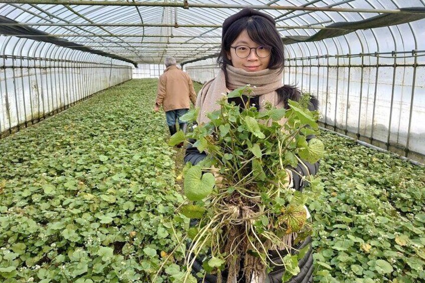 Wasabi Harvest