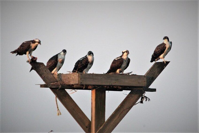 Birding By Boat on the Osprey