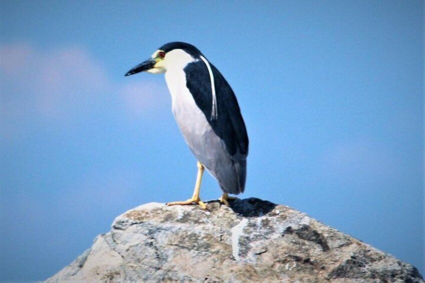 Birding By Boat on the Osprey