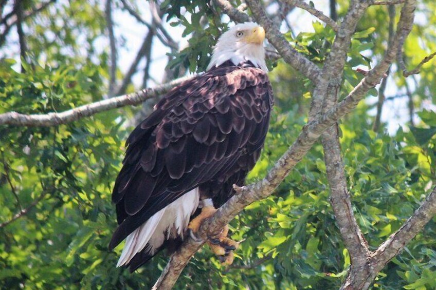 Birding By Boat on the Osprey