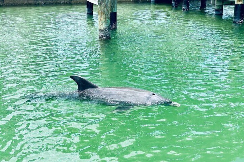 Dolphin and Manatee Adventure Tour of Fort Myers