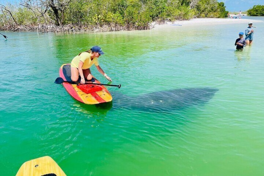 Another amazing manatee encounter with some great guests visiting from Naples!