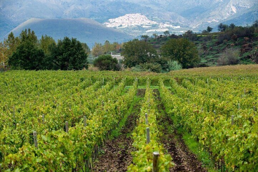 Wine Tasting with Bike Tour in Castiglione di Sicilia