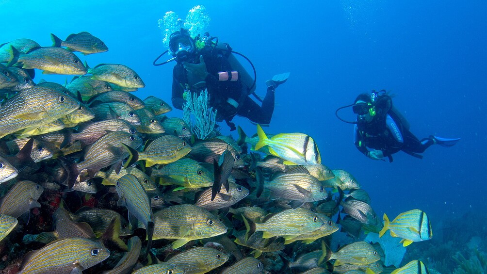 Group on the MUSA Underwater Museum Diving adventure in Cancun 