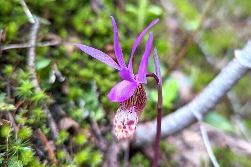 Fairy-Slipper Orchid