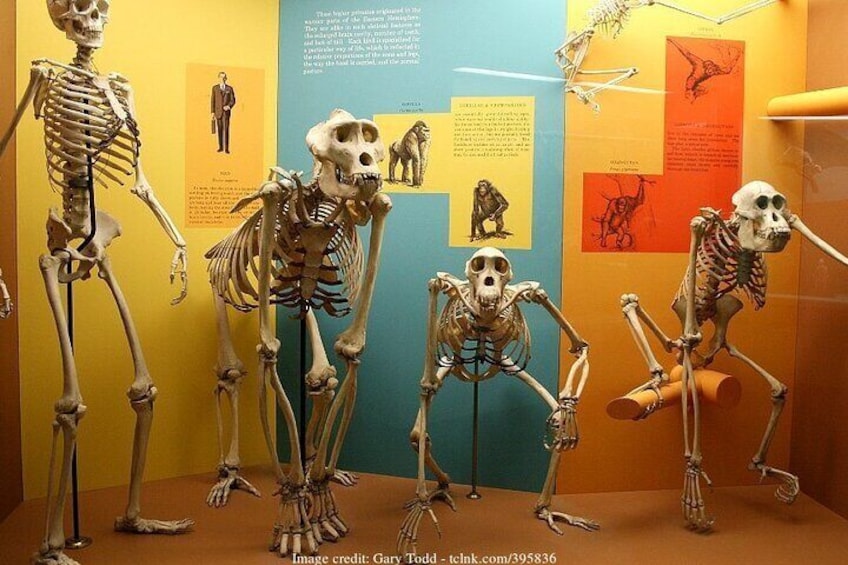 Two Smithsonian Museums: American & Natural History Private Tour