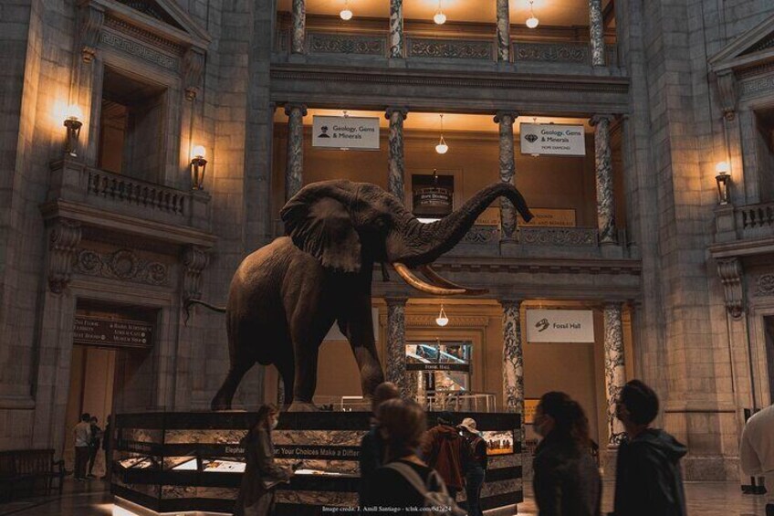 Two Smithsonian Museums: American & Natural History Private Tour