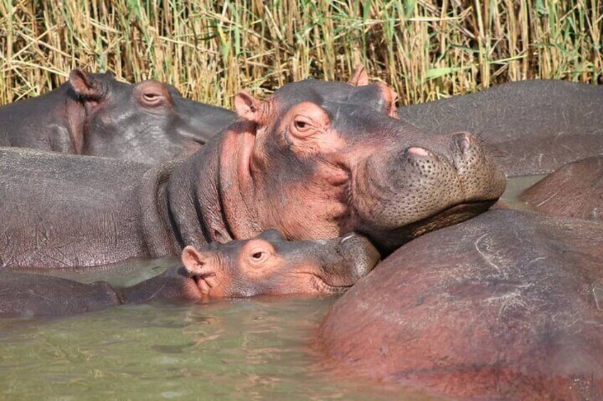 2 Day Lake Mburo Nature Safari Holiday Tour