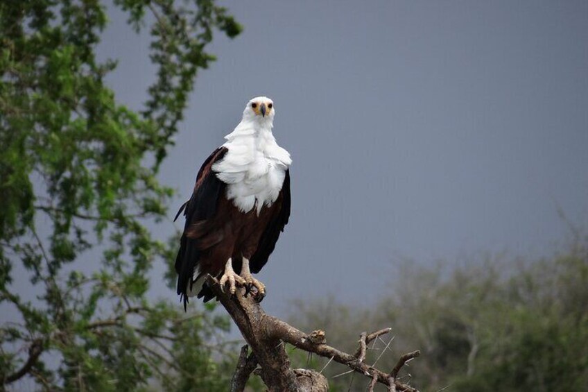 2 Day Lake Mburo Nature Safari Holiday Tour