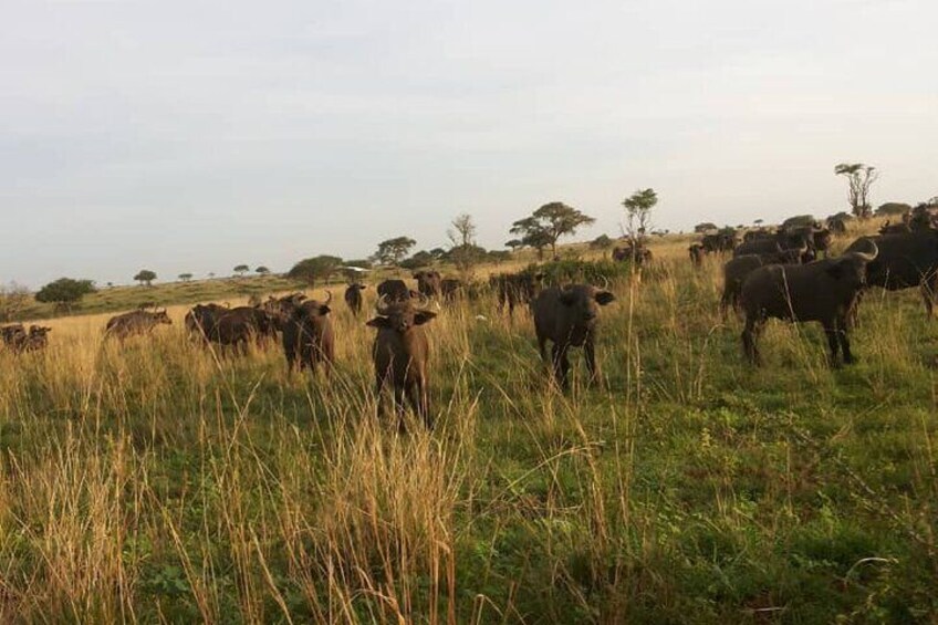 2 Day Lake Mburo Nature Safari Holiday Tour