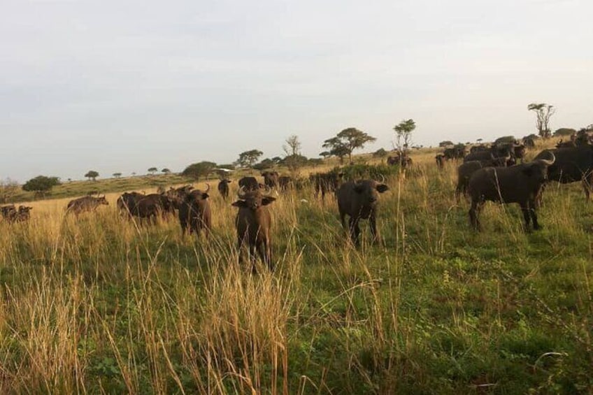 2 Day Lake Mburo Nature Safari Holiday Tour