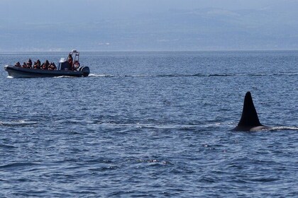 Private Zodiac Whale Watching Tour from Victoria