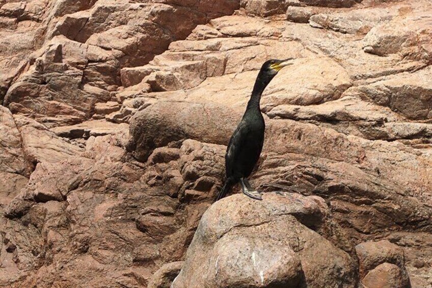 FAUNA COSTA BRAVA