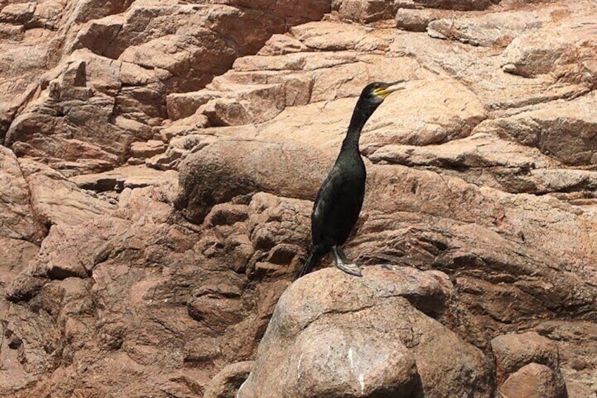 FAUNA COSTA BRAVA