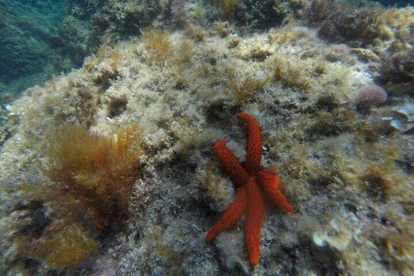 STARFISH IN THE BACKGROUND