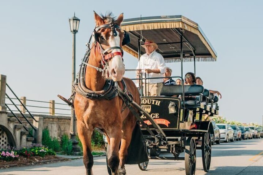 Old South Carriage Company Horse Drawn Carriage Tour 
