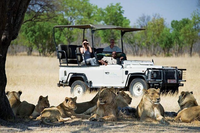 Chobe Game Drive