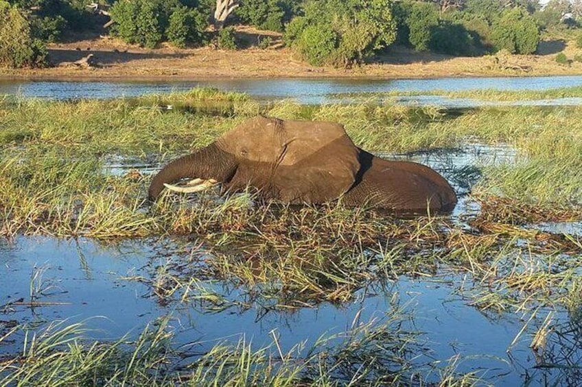 Chobe Game Drive