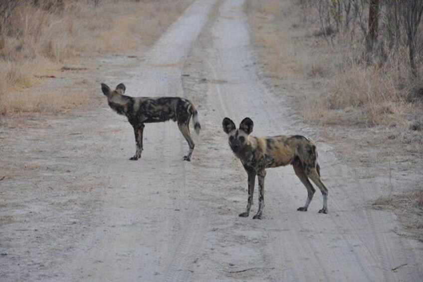 Chobe Game Drive