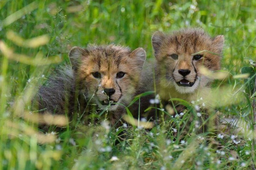 Chobe Game Drive