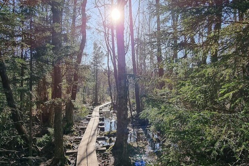 wooden path in the forest