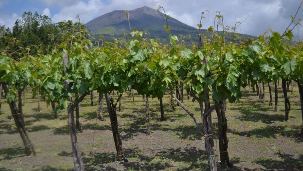 Åpne bilde 2 av 6. vineyard in italy