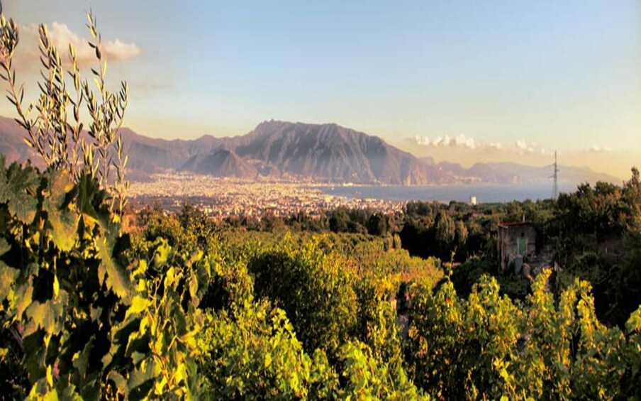 Åpne bilde 3 av 6. Lunch & Wine Tasting from Pompeii