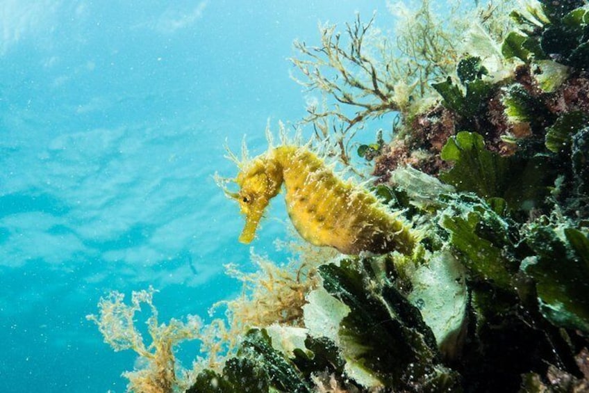 House reef seahorse