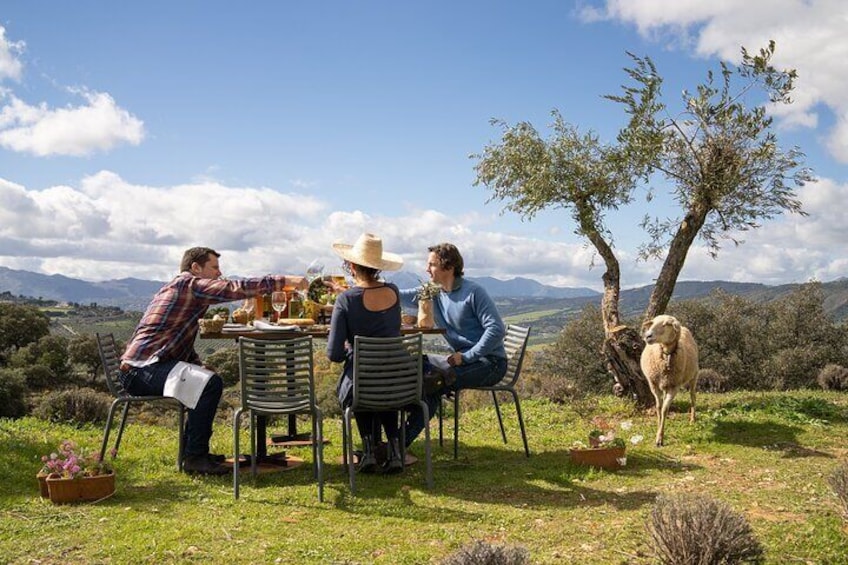 Picnic among olive trees