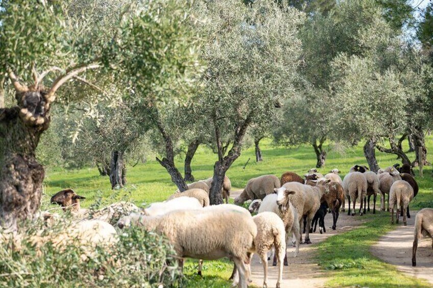 Sheep at LA Organic