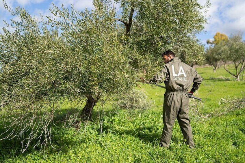 Visit Oil Mill Museum and Olive Oil Tasting in Ronda