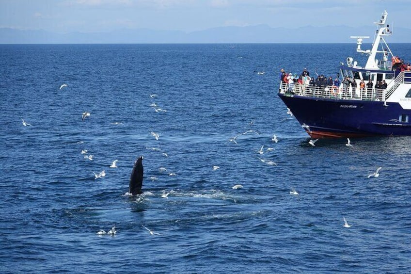 Whale Watching and Marine Life Tour in Reykjavik
