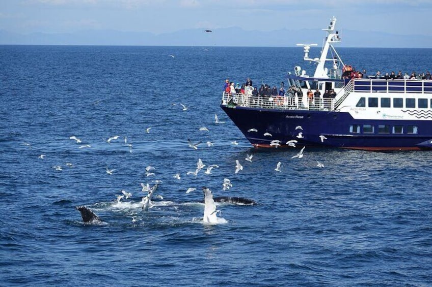 Whale Watching and Marine Life Tour in Reykjavik