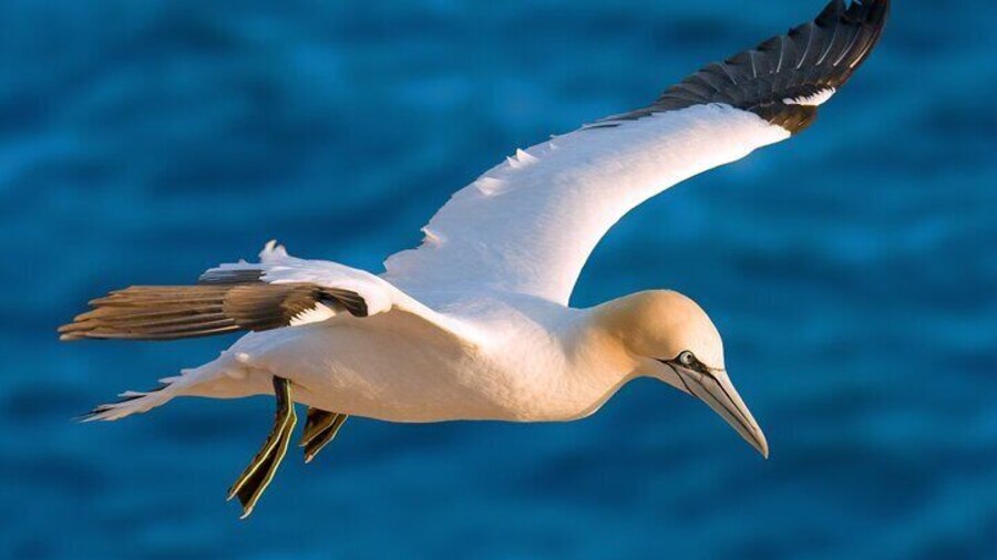 Whale Watching and Marine Life Tour in Reykjavik