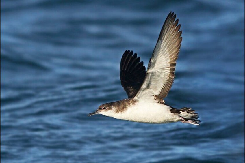 Whale Watching and Marine Life Tour in Faxafloi