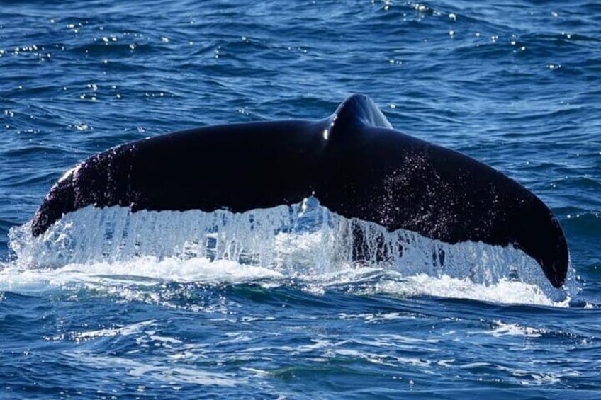 Whale Watching and Marine Life Tour in Faxafloi