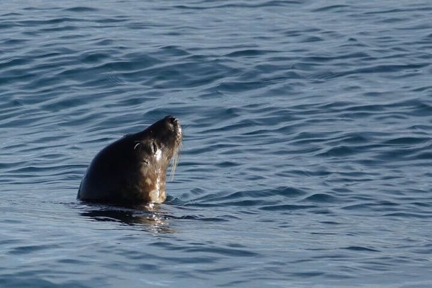 Whale Watching and Marine Life Tour in Faxafloi