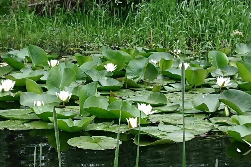 **Daily Tour of the Danube Delta Departing from Tulcea Port**