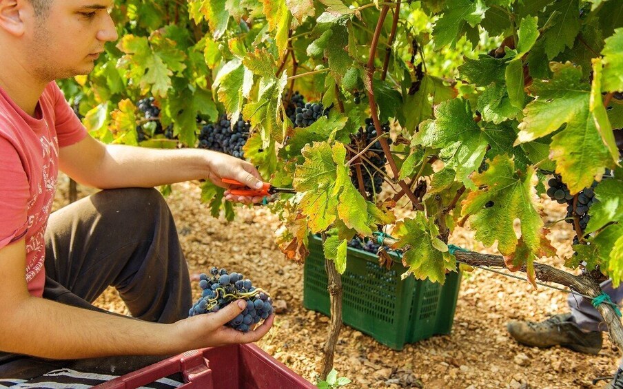 Foto 1 van 8. Exclusive tour to Krka Waterfalls with Wine Tasting