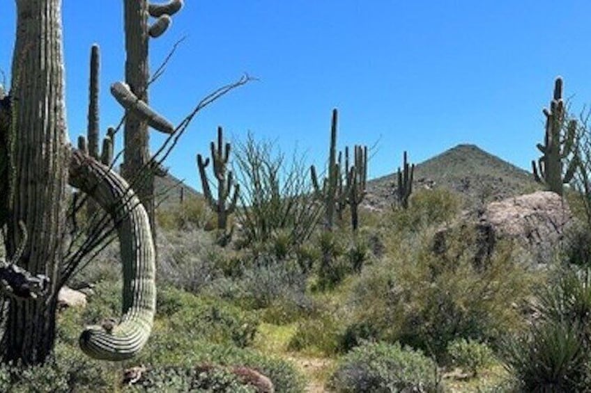 1-2 Hour Sonoran Desert Private Guided Hiking Tour