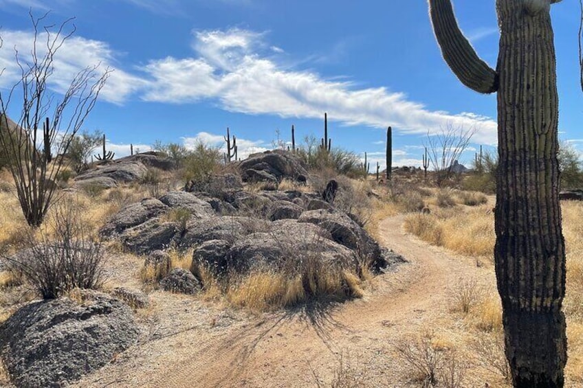 1-2 Hour Sonoran Desert Private Guided Hiking Tour