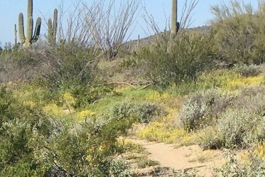 1-2 Hour Sonoran Desert Private Guided Hiking Tour