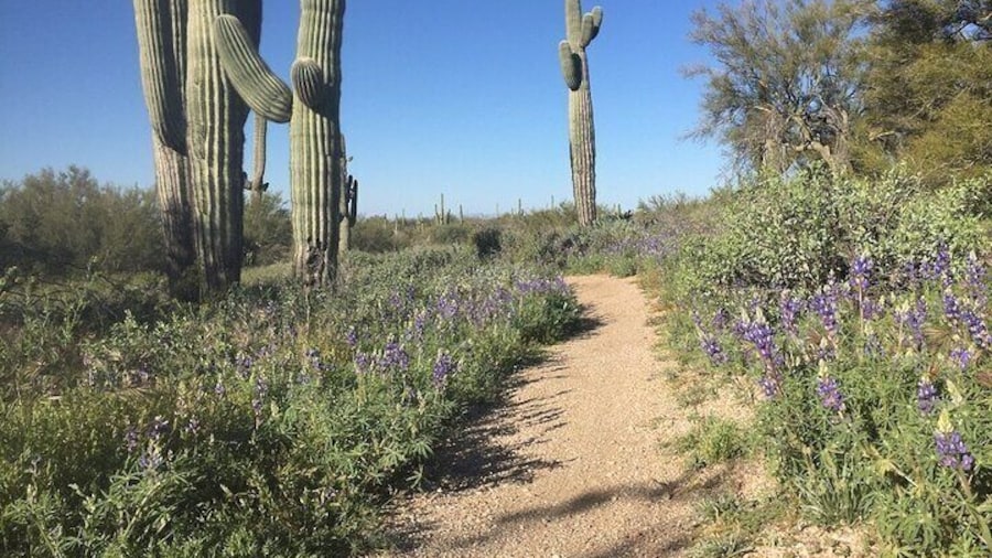 1-2 Hour Sonoran Desert Private Guided Hiking Tour