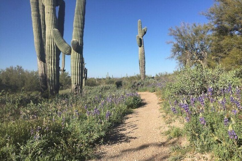 1-2 Hour Sonoran Desert Private Guided Hiking Tour