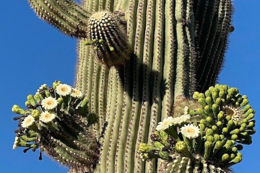 1-2 Hour Sonoran Desert Private Guided Hiking Tour