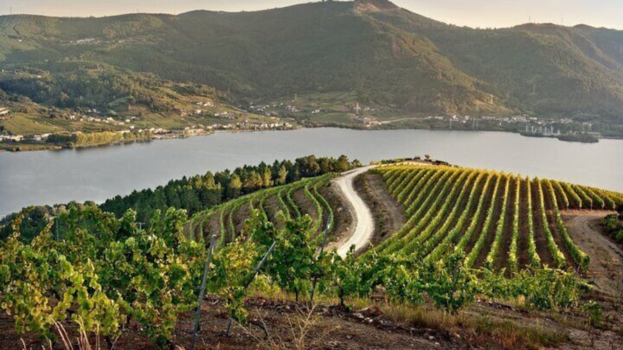 Visit Coastal Vineyard