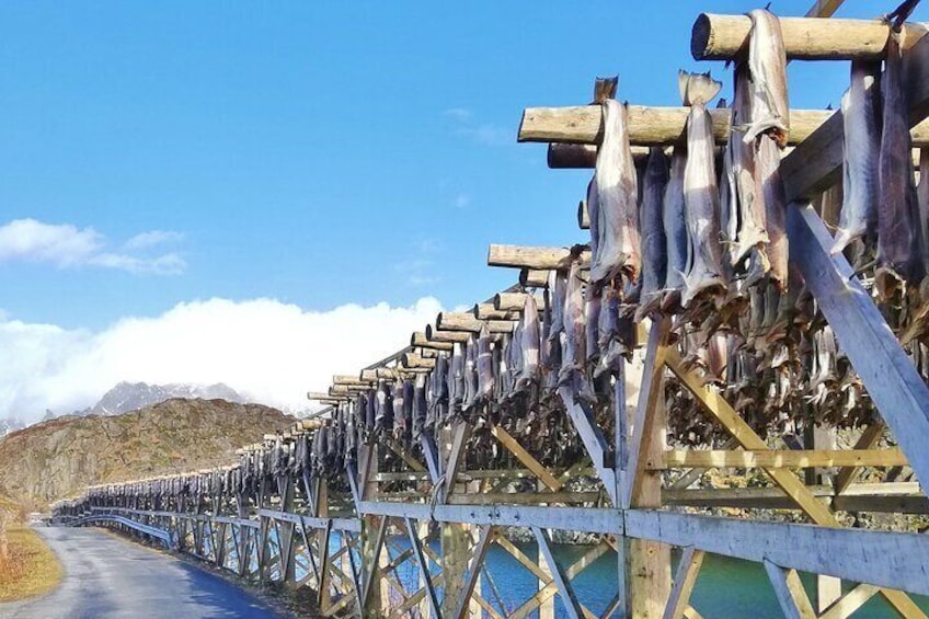 Cod fish drying
