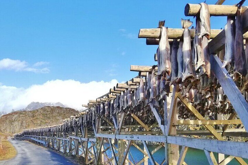 Cod fish drying