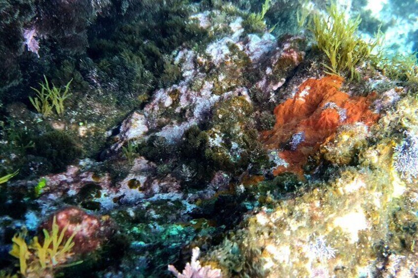 Snorkeling in Ustica (observation of marine flora and fauna)